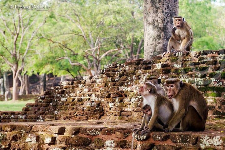 Polonnaruwa Day Tour from Kandy — Ancient City, Hatadage & Parakrama Samudra photo 4