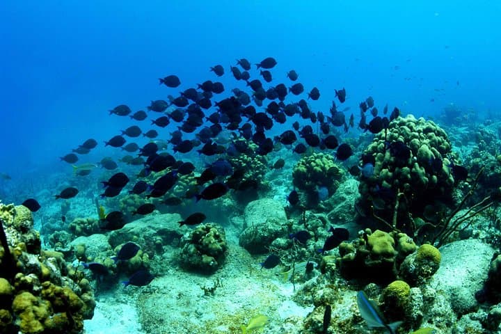 Full-Day Island Boat Tour Around the British Virgin Islands — Snorkel, Beaches & Willy T