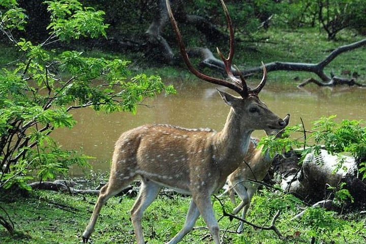Colombo to Sigiriya, Dambulla & Safari — Private Day Trip from Colombo photo 4