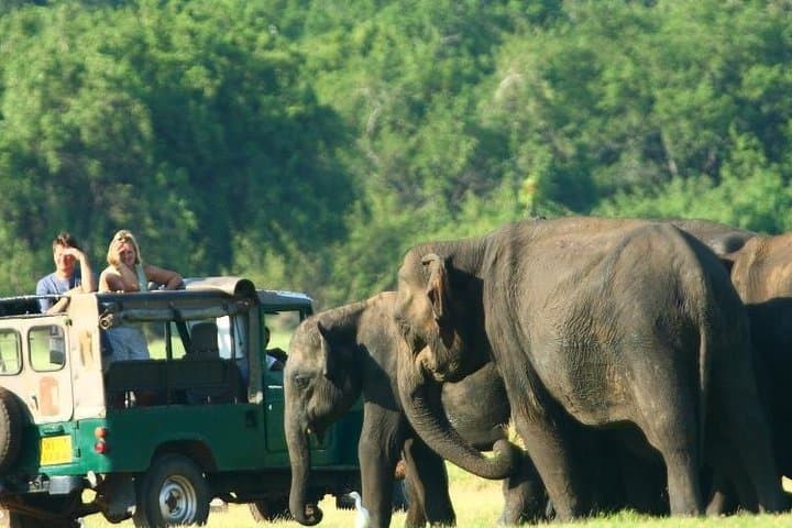 Colombo to Sigiriya, Dambulla & Safari — Private Day Trip from Colombo photo 6