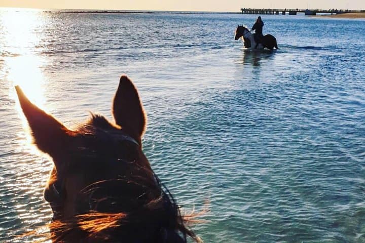 Beach Horseback Riding near Rome: Ostia Coastal Ride with Aperitif photo 3