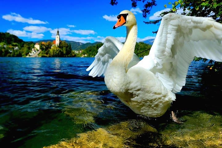 Lake Bled and Ljubljana Shore Excursion from Trieste: Complete Day-Trip Guide photo 4