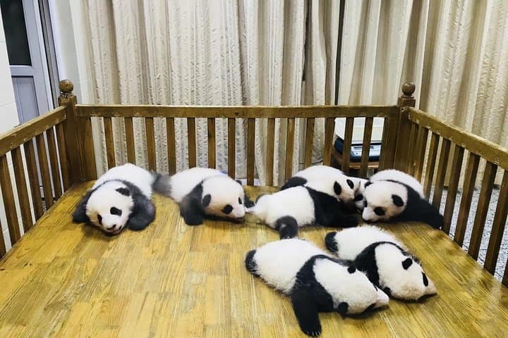 Chengdu Panda Base & Leshan Giant Buddha Day Tour — Pandas, River Views & Cliffside History photo 3