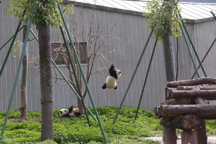 Chengdu Panda Base & Leshan Giant Buddha Day Tour — Pandas, River Views & Cliffside History photo 6