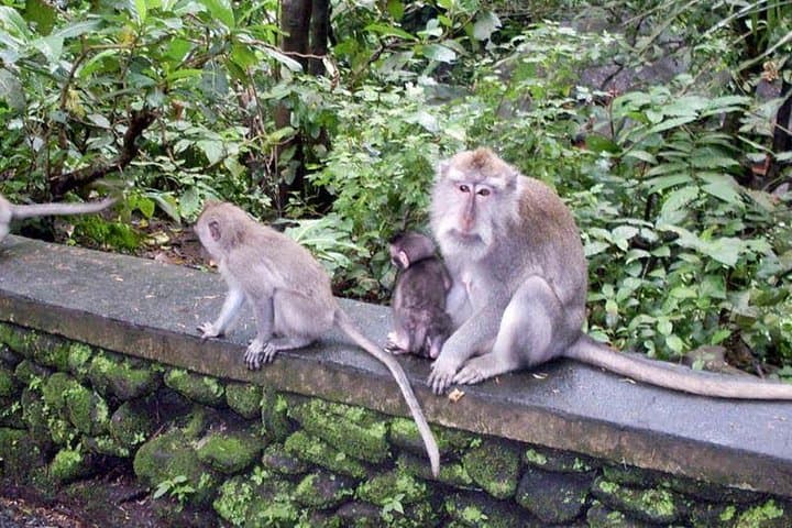 Bali Swing to Tanah Lot: Full-Day Ubud Adventure with Monkey Forest & Royal Temples photo 5