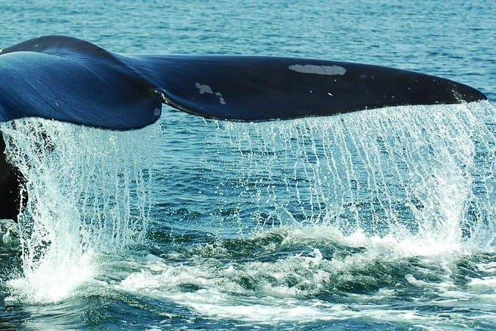 Samaná Whale Watching & Cayo Levantado (Bacardi Island) — Full-Day Catamaran Excursion