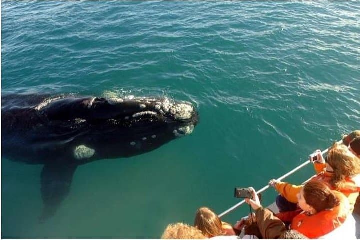Samaná Whale Watching & Cayo Levantado (Bacardi Island) — Full-Day Catamaran Excursion photo 2