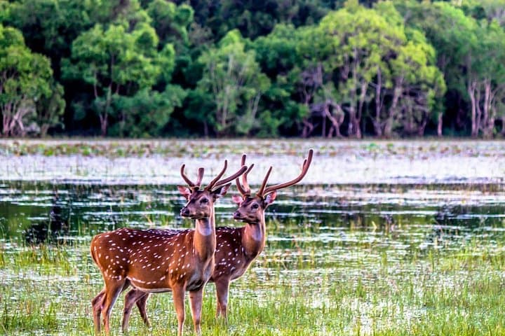 Wilpattu National Park Private Safari: Full-Day Wildlife Drive from Kandy photo 3