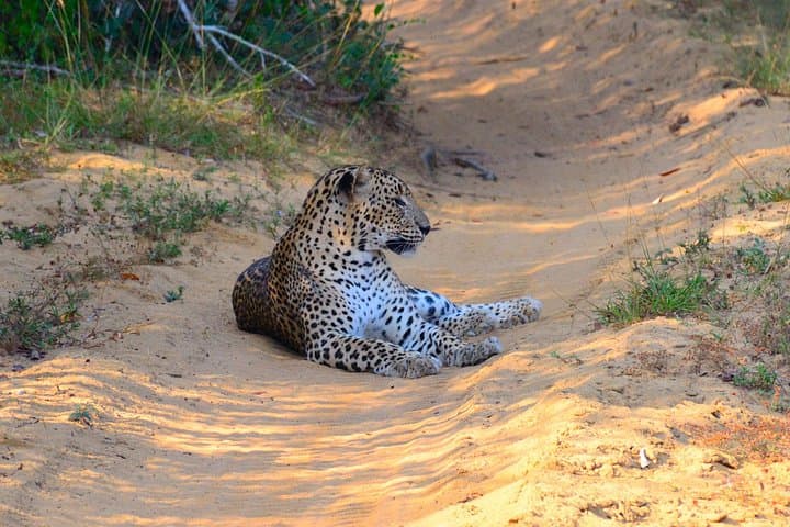 Yala and Bundala Safari from Mirissa: Full-Day Leopard & Bird Watching Tour photo 5