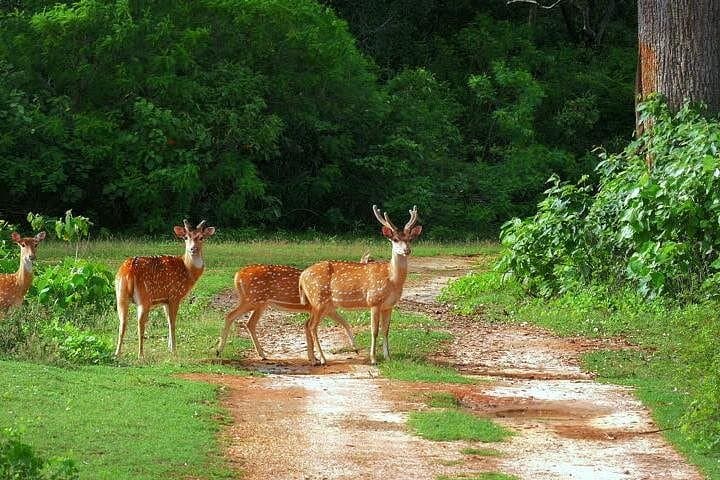 Yala and Bundala Safari from Mirissa: Full-Day Leopard & Bird Watching Tour