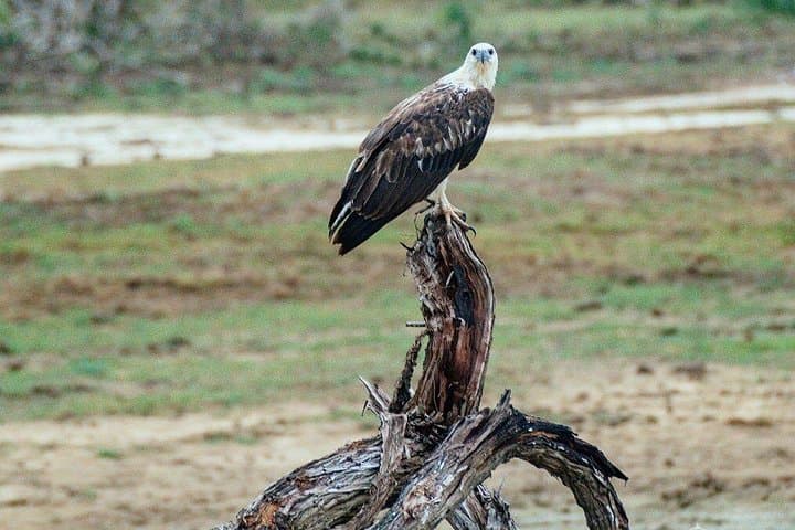 Yala and Bundala Safari from Mirissa: Full-Day Leopard & Bird Watching Tour photo 2