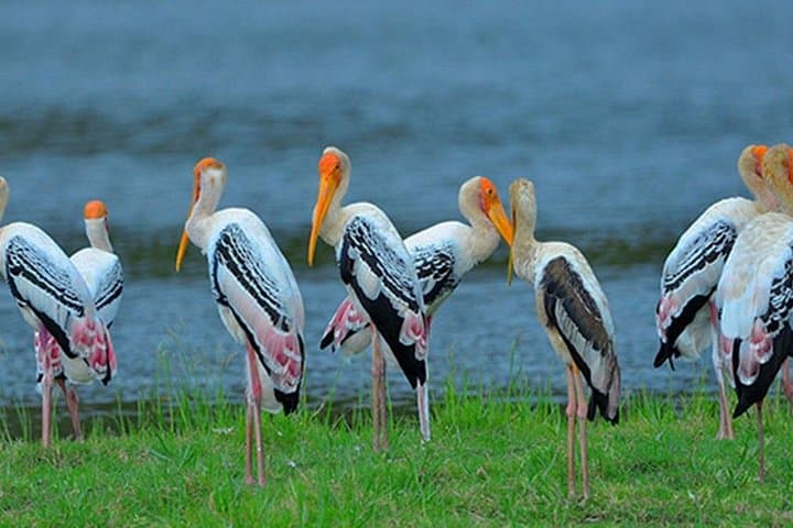 Yala and Bundala Safari from Mirissa: Full-Day Leopard & Bird Watching Tour photo 3
