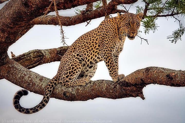 Day Safari in Tarangire National Park: Wildlife Drives, Baobabs & River Views photo 1