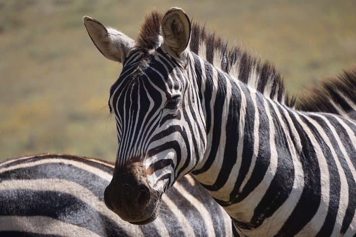 Day Safari in Tarangire National Park: Wildlife Drives, Baobabs & River Views photo 2