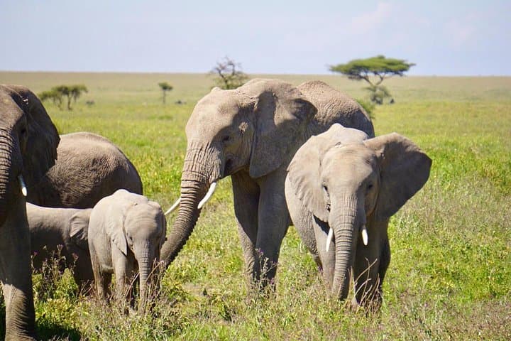 Day Safari in Tarangire National Park: Wildlife Drives, Baobabs & River Views photo 3