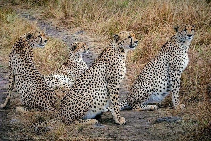 Day Safari in Tarangire National Park: Wildlife Drives, Baobabs & River Views photo 4