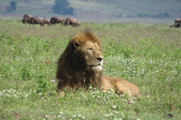 Arusha National Park Day Safari — Walking, Canoeing & Budget Wildlife Viewing