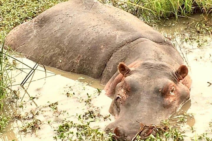 Arusha National Park Day Safari — Walking, Canoeing & Budget Wildlife Viewing photo 2