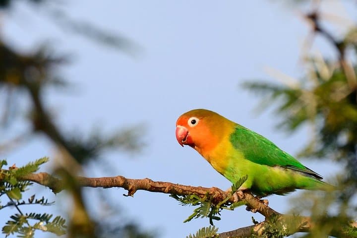 Arusha National Park Day Safari — Walking, Canoeing & Budget Wildlife Viewing photo 4