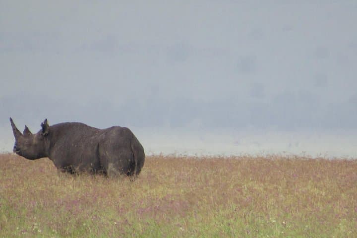 Arusha National Park Day Safari — Walking, Canoeing & Budget Wildlife Viewing photo 5