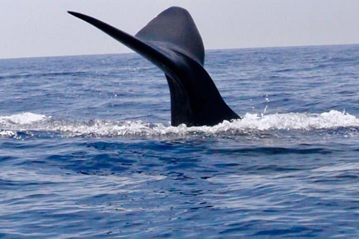 Trincomalee Dolphin & Whale Watching: Early-Morning Boat Trip to Spinner Dolphins and Blue Whales