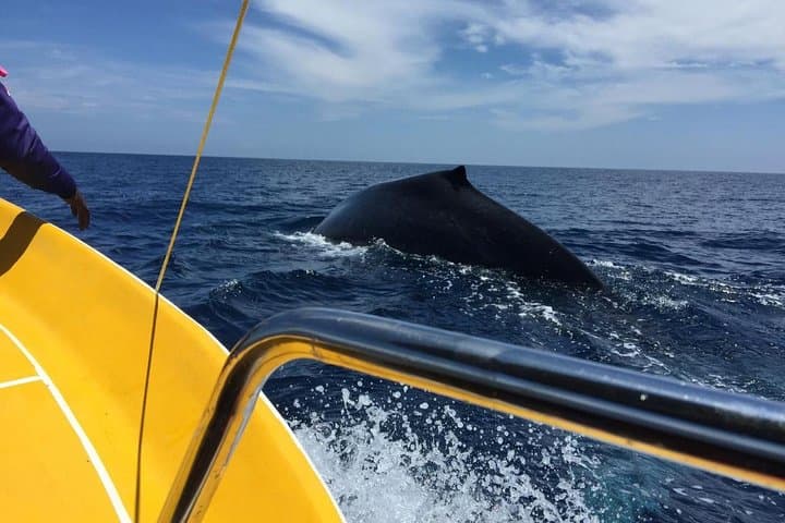Trincomalee Dolphin & Whale Watching: Early-Morning Boat Trip to Spinner Dolphins and Blue Whales photo 2
