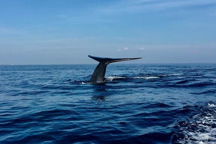 Trincomalee Dolphin & Whale Watching: Early-Morning Boat Trip to Spinner Dolphins and Blue Whales photo 4