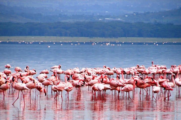 2-Day Great Rift Valley Lakes Tour — Adadi Mariam Rock Church, Tiya Stelae & Lake Ziway photo 6