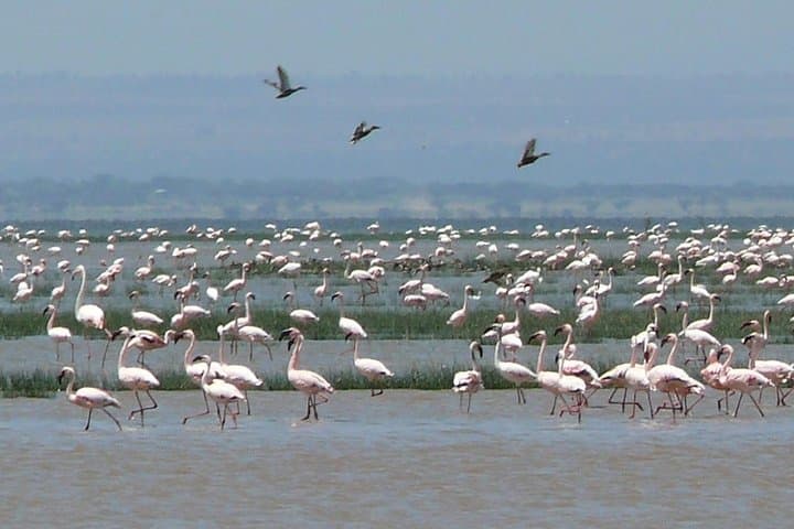 2-Day Great Rift Valley Lakes Tour — Adadi Mariam Rock Church, Tiya Stelae & Lake Ziway photo 3