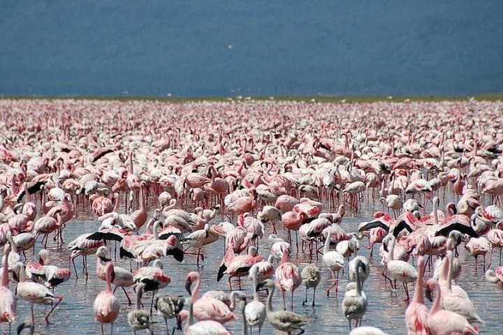 2-Day Great Rift Valley Lakes Tour — Adadi Mariam Rock Church, Tiya Stelae & Lake Ziway photo 5