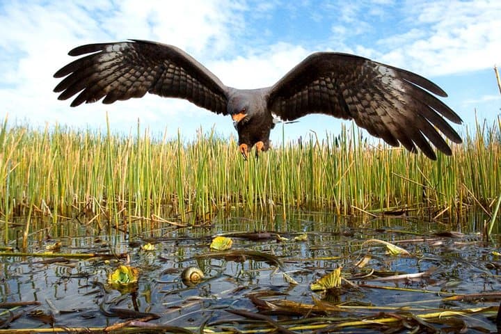 Miami Everglades Airboat Tour — Gator Encounters, Ranger Talks & Photo Stops photo 5