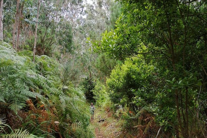 Madeira Levadas: Full-Day Hiking Through Laurissilva & Volcanic Valleys photo 5