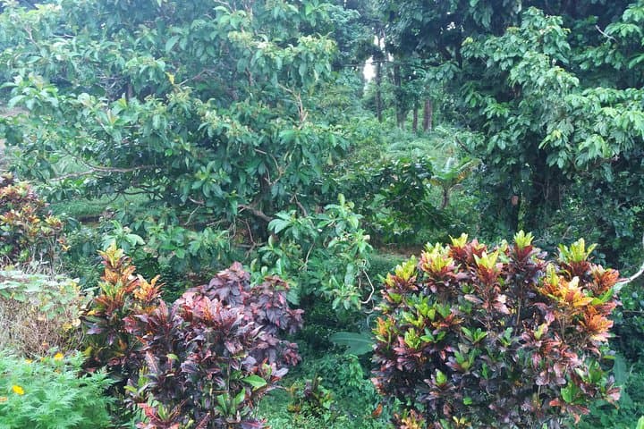 Pepper's Choice Dominica: Waterfalls, Sulphur Spa & Black Sand Beach in One Day photo 3