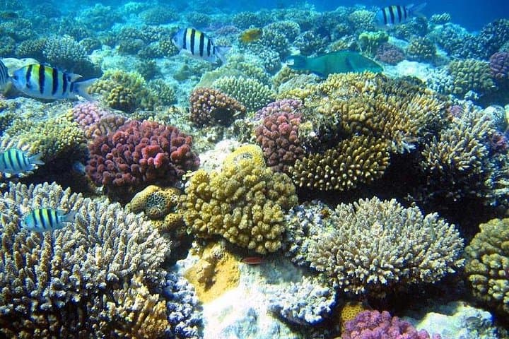 Sharm El Naga Full-Day Snorkeling from Hurghada — Coral Reefs & Quiet Bays photo 2