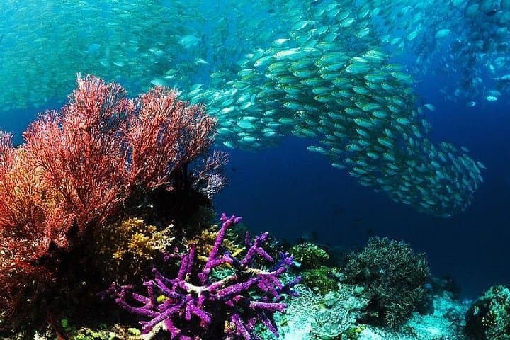 Hurghada Semi-Submarine Cruise and Snorkeling on the Red Sea photo 3