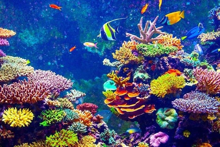 Orange Bay Snorkeling from Hurghada — Day Sail to Turquoise Reefs photo 5