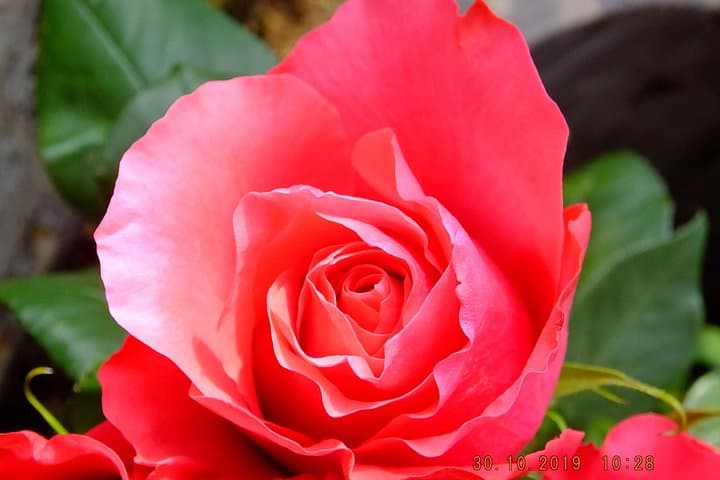 Otavalo Market & Roses: Full-Day Cultural Tour from Quito photo 2
