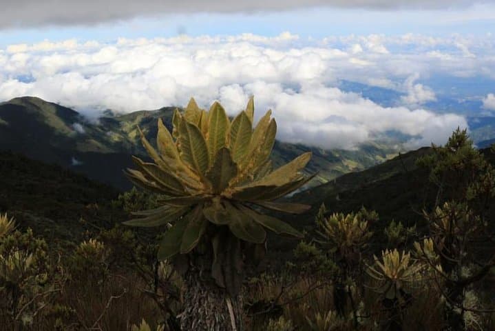 Discover Frailejones: 2-Day Páramo Trek to Romeral and Cocora Valley photo 2