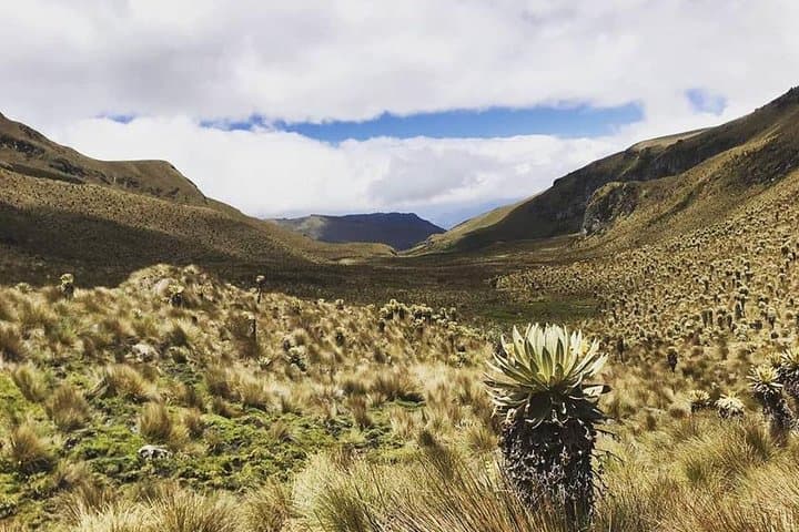 Discover Frailejones: 2-Day Páramo Trek to Romeral and Cocora Valley photo 3