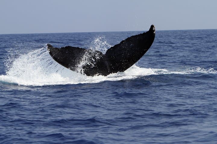 Zodiac Raft Whale Watching in Kona — Close Humpback Encounters photo 2