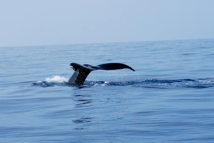 Zodiac Raft Whale Watching in Kona — Close Humpback Encounters photo 3