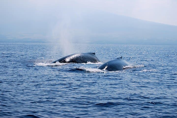 Zodiac Raft Whale Watching in Kona — Close Humpback Encounters photo 4