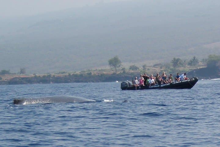 Zodiac Raft Whale Watching in Kona — Close Humpback Encounters photo 5