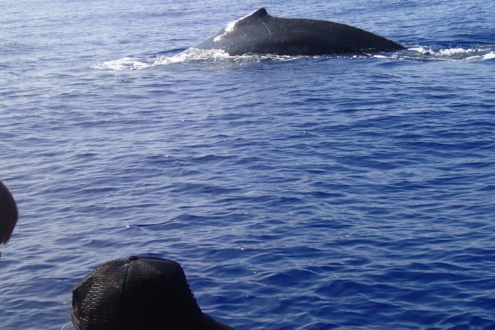 Zodiac Raft Whale Watching in Kona — Close Humpback Encounters photo 6