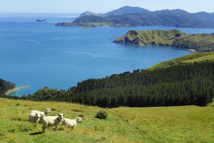 Private Coromandel Day Tour from Auckland — Cathedral Cove & Hot Water Beach photo 3