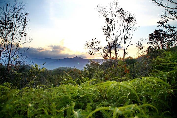 Lambir Hills Nature Excursion: Trek to Latak Waterfall, Swim & Birdwatching near Miri