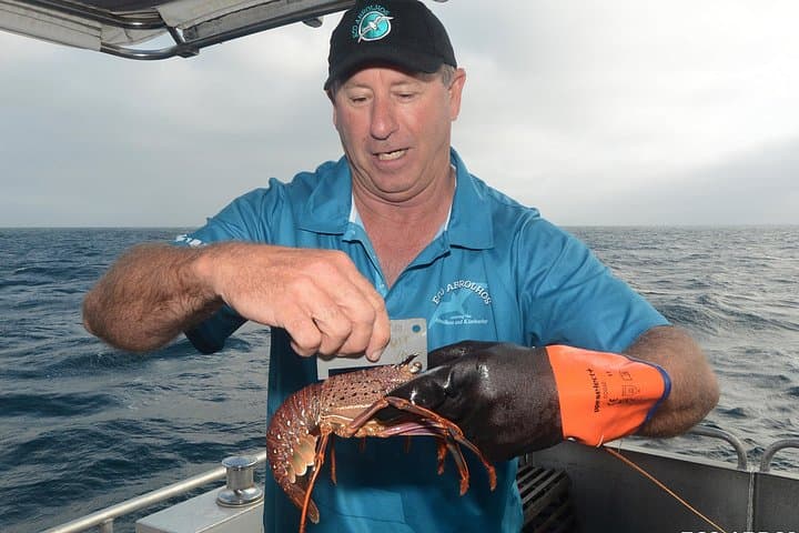 Geraldton Lobster Pot Pull: Hands-On Western Rock Lobster Pot Fishing Tour photo 2