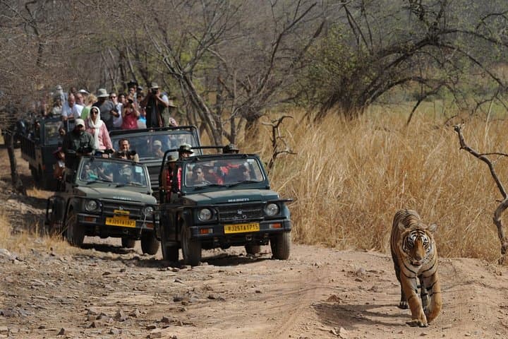 Golden Triangle India: 8-Day Delhi to Udaipur & Ranthambore Private Tour photo 1