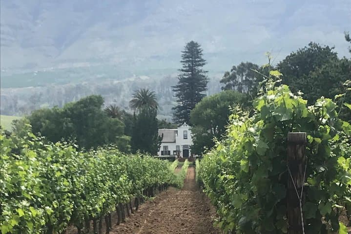 Private Constantia Wine Tour: Taste Cape Town's Oldest Vineyards photo 4