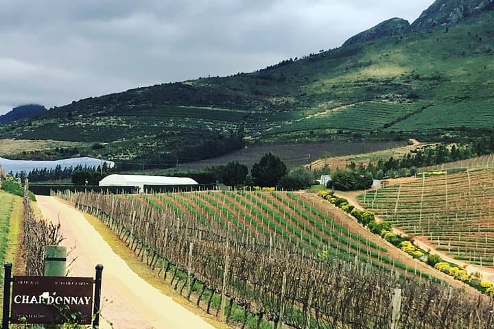 Private Constantia Wine Tour: Taste Cape Town's Oldest Vineyards photo 5